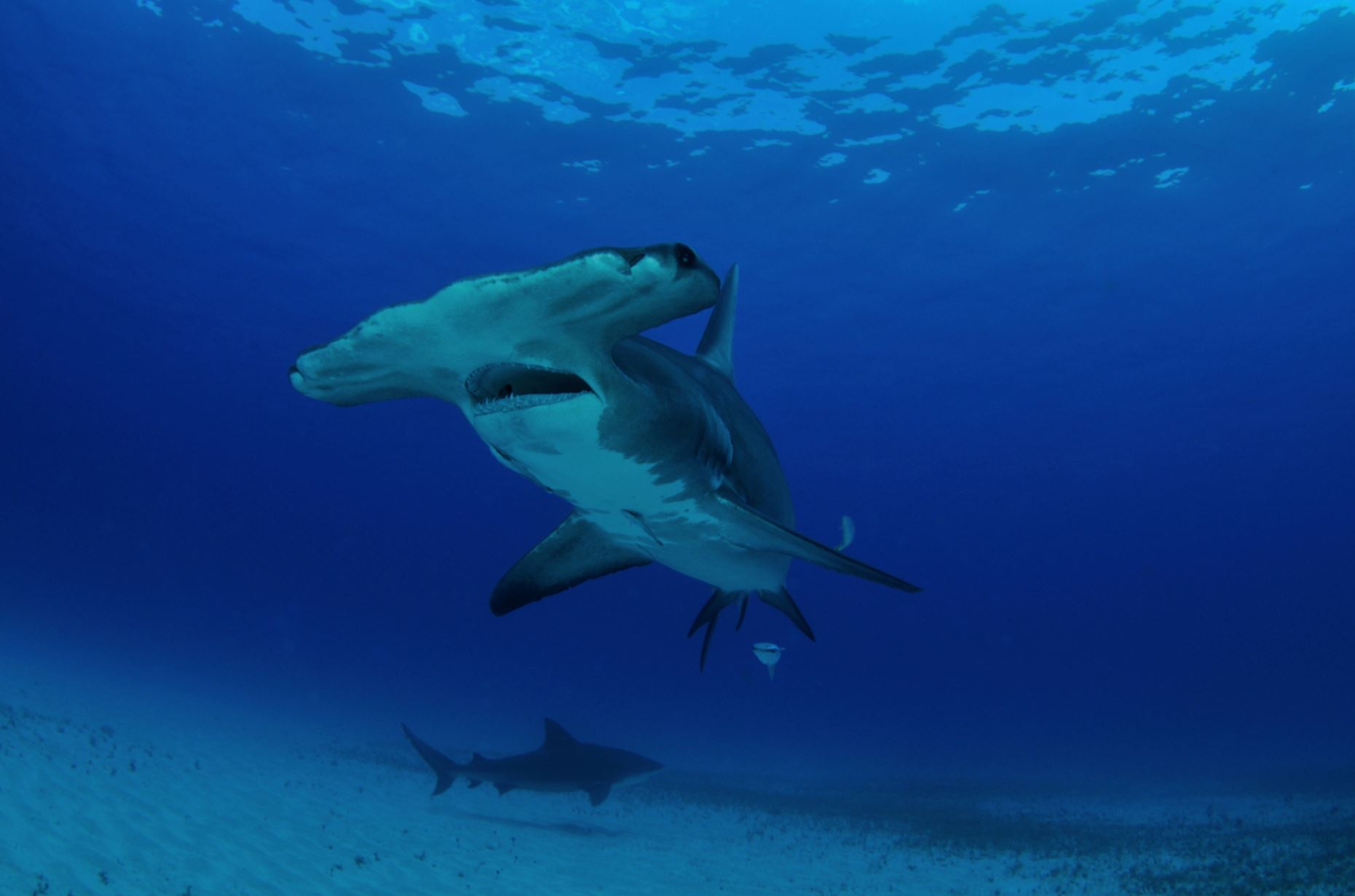 GalapagosInsel Marchena Galapagos Kreuzfahrten